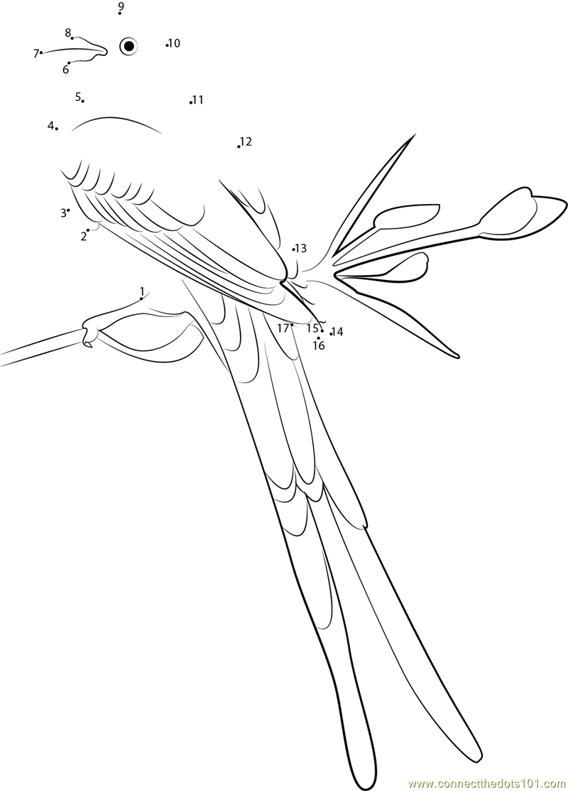 Cool Scissor-Tailed Flycatcher