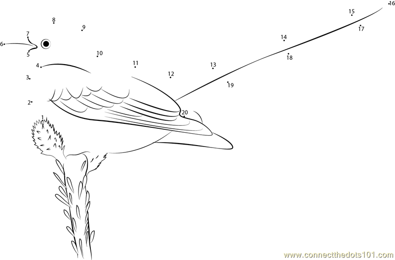 Graceful Scissor-Tailed Flycatcher