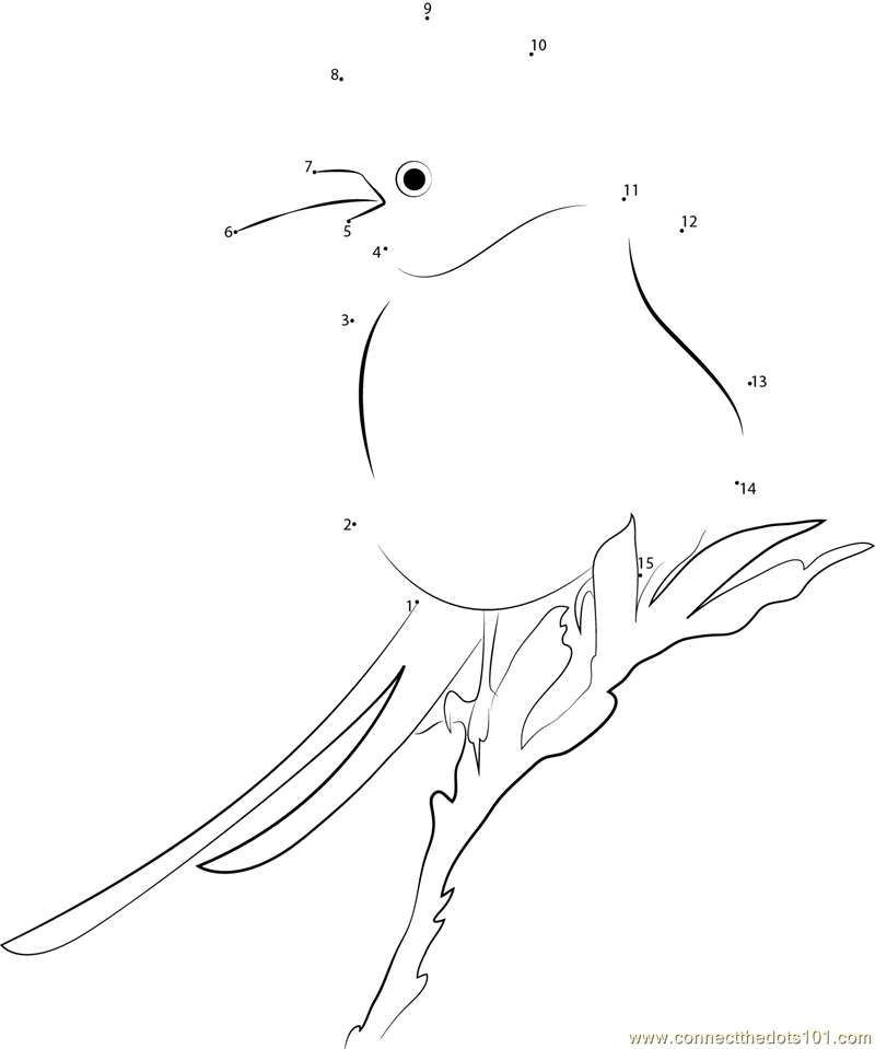 Little Scissor-Tailed Flycatcher