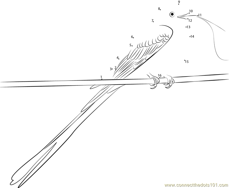 Original Scissor-Tailed Flycatcher