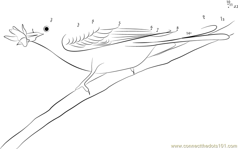 Scissor-Tailed Flycatcher Eating Fly