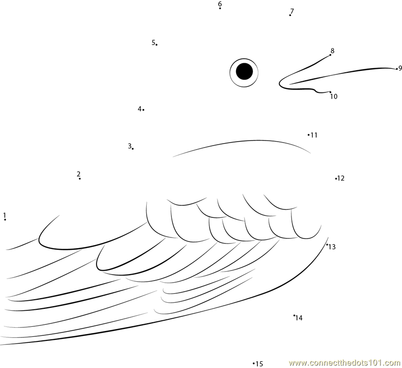 Scissor-Tailed Flycatcher Face