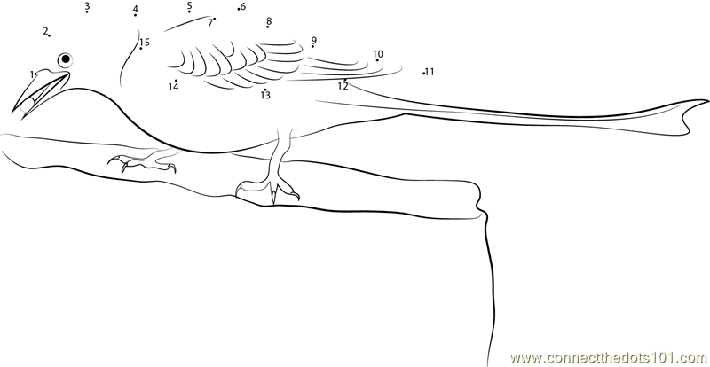 Scissor-Tailed Flycatcher Feeding