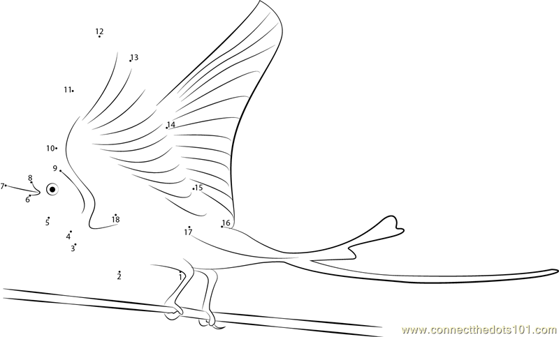 Scissor-Tailed Flycatcher Male Wing Up