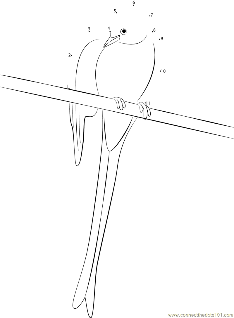 Scissor-Tailed Flycatcher on Fence