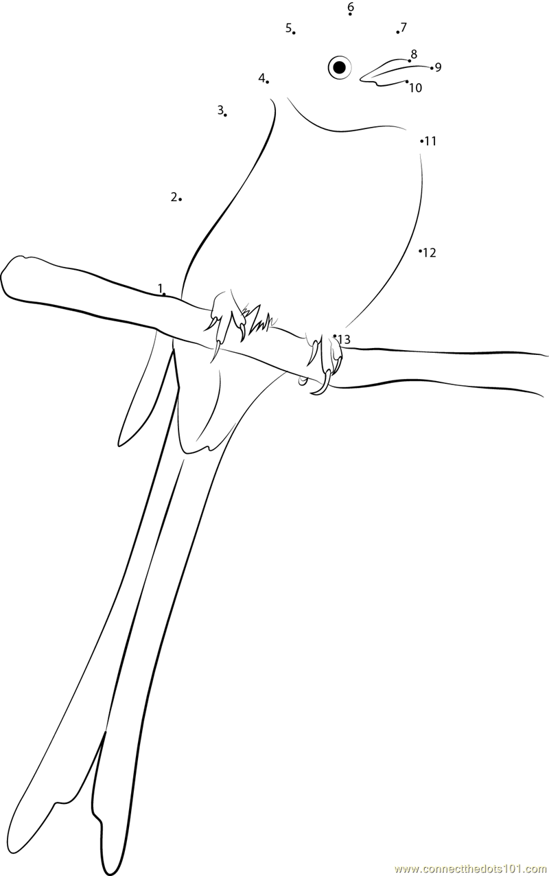 Sitting Scissor-Tailed Flycatcher