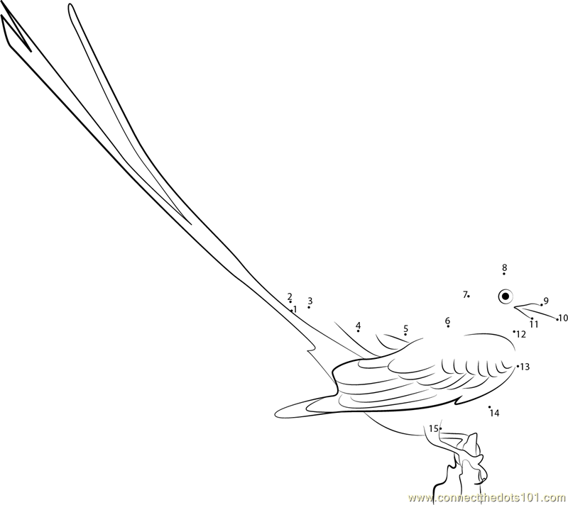 Striking Scissor-Tailed Flycatcher