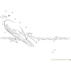 Beautiful Scissor-Tailed Flycatcher Bird Dot to Dot Worksheet