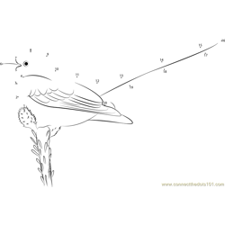 Graceful Scissor-Tailed Flycatcher Dot to Dot Worksheet