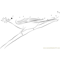 Scissor-Tailed Flycatcher Eating Fly Dot to Dot Worksheet