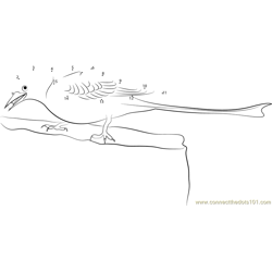 Scissor-Tailed Flycatcher Feeding Dot to Dot Worksheet