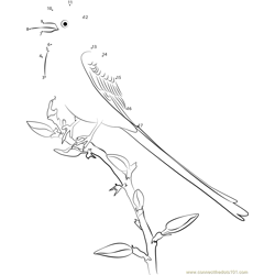 Scissor-Tailed Flycatcher Sitting on Cherry Trees Dot to Dot Worksheet