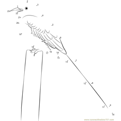 Scissor-Tailed Flycatcher State Bird of Oklahoma Dot to Dot Worksheet