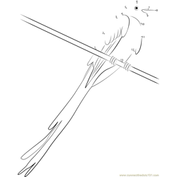 Scissor-Tailed Flycatcher in Glen Rose, Texas Dot to Dot Worksheet