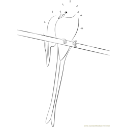 Scissor-Tailed Flycatcher on Fence Dot to Dot Worksheet