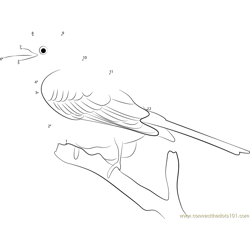 Scissor-tailed Flycatcher Ready to take Flight Dot to Dot Worksheet