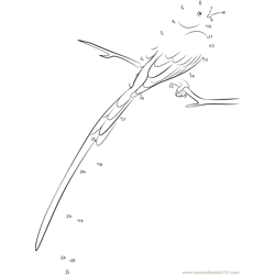 Swallow-Tailed Flycatcher Dot to Dot Worksheet