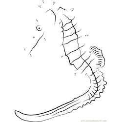 Big-belly Seahorse Dot to Dot Worksheet