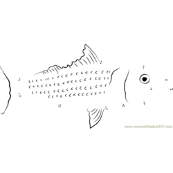 Northern Red Snapper Dot to Dot Worksheet