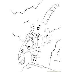 Maher Snow Leopard Dot to Dot Worksheet