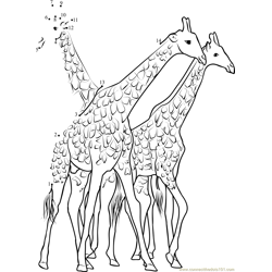 South African Giraffes Fighting Dot to Dot Worksheet