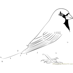 Cisalpine Sparrow Dot to Dot Worksheet