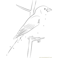 Sparrow Grey Headed Dot to Dot Worksheet