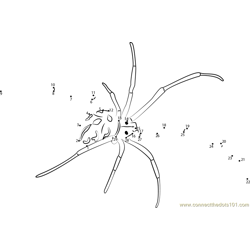Brown Widow Spider Dot to Dot Worksheet