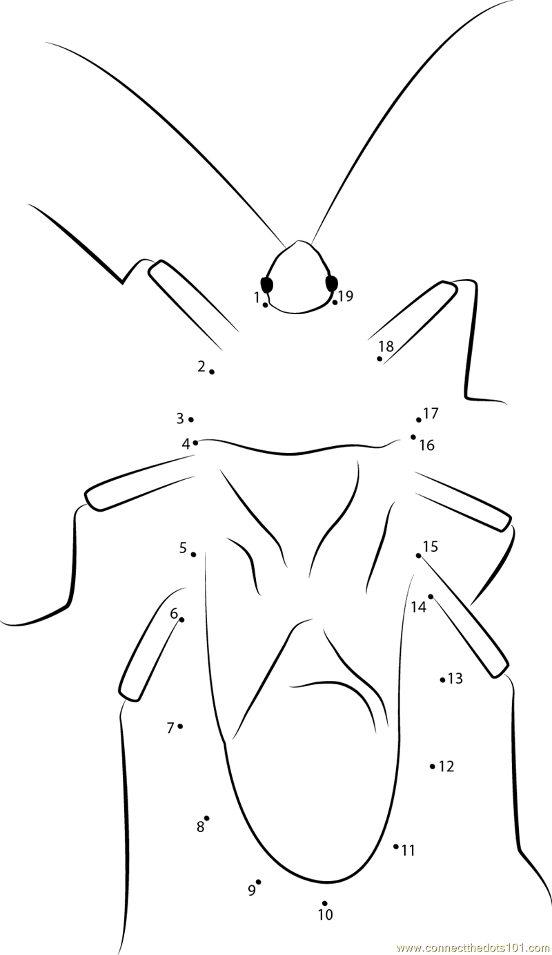 Horned Squash Bug