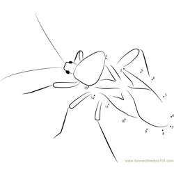 Plant Insects Squash Bug Dot to Dot Worksheet