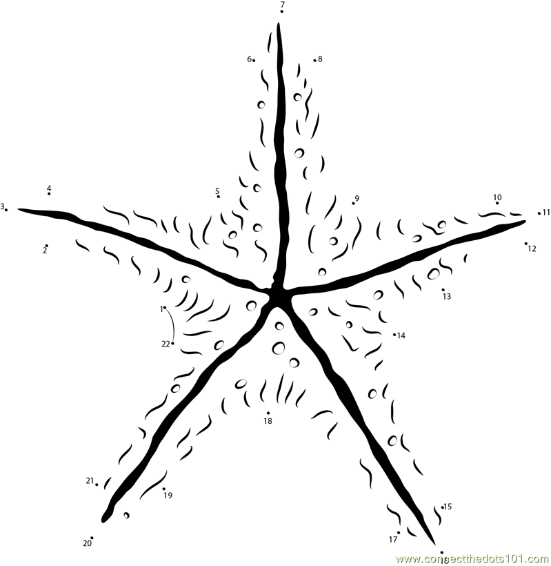 Starfish Bottom Side