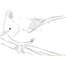 Common Steller's Jay Dot to Dot Worksheet