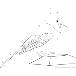 Cyanocitta stelleri Dot to Dot Worksheet