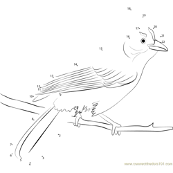 Look Steller's Jay Dot to Dot Worksheet