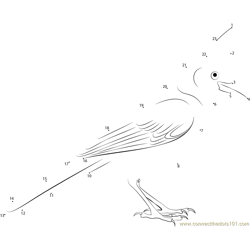 Male Steller's Jay Dot to Dot Worksheet