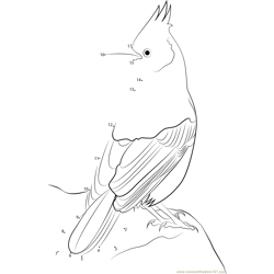 Pine Jay Dot to Dot Worksheet