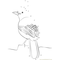 Sitting Steller's Jay Dot to Dot Worksheet
