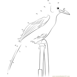Steller's Jay is the Provincial Bird Dot to Dot Worksheet