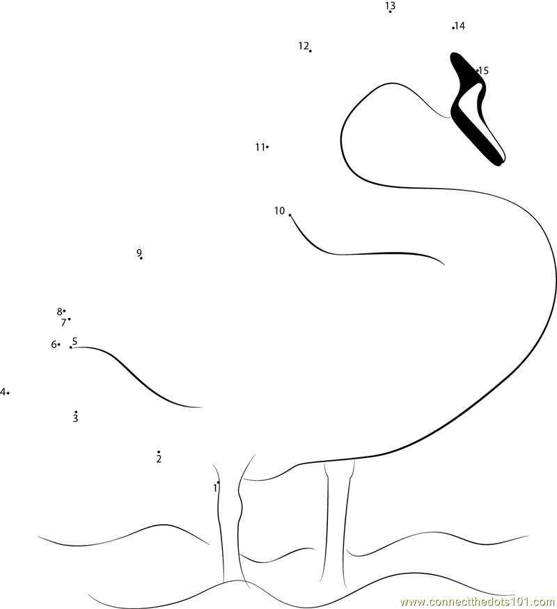 Swan Cygnus