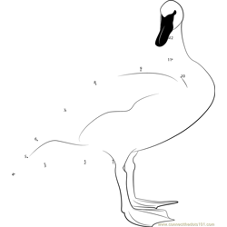 Standing Swan Dot to Dot Worksheet
