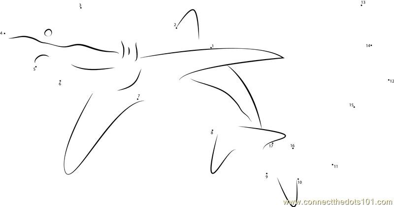Thintail Thresher Shark