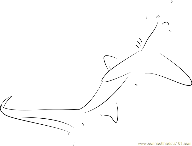 Thresher Shark with Long Slender Tail