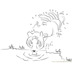 Tiger Drinking a Water Dot to Dot Worksheet