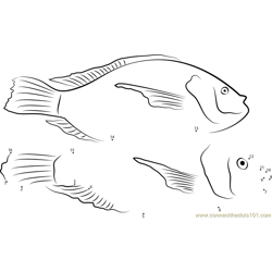 Pelvicachromis pulcher Dot to Dot Worksheet