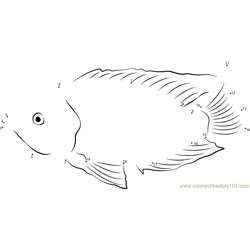 Pelvicachromis taeniatus Dot to Dot Worksheet