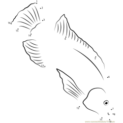 Tilapia in National Aquarium Dot to Dot Worksheet