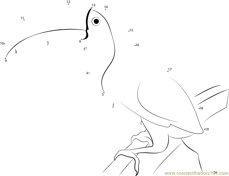 Wild Keel-billed Toucan