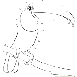 Toco Toucan Male Dot to Dot Worksheet