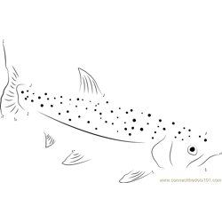 Rainbow Trout Dot to Dot Worksheet