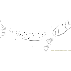 Spotted Sea Trout Dot to Dot Worksheet